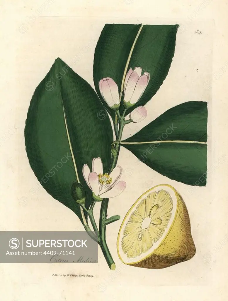 White blossom and ripe fruit segment of the lemon tree, Citrus medica. Handcolored copperplate engraving from a botanical illustration by James Sowerby from William Woodville and Sir William Jackson Hooker's "Medical Botany" 1832. The tireless Sowerby (1757-1822) drew over 2,500 plants for Smith's mammoth "English Botany" (1790-1814) and 440 mushrooms for "Coloured Figures of English Fungi " (1797) among many other works.