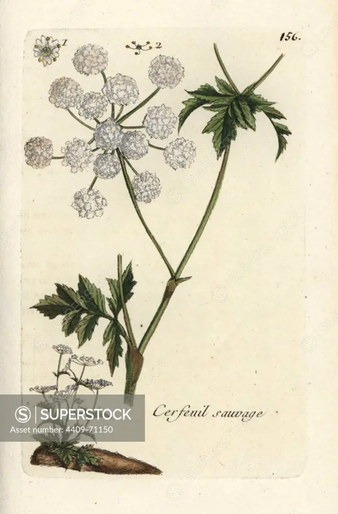 Cow parsley, Anthriscus sylvestris. Handcoloured botanical drawn and engraved by Pierre Bulliard from his own "Flora Parisiensis," 1776, Paris, P. F. Didot. Pierre Bulliard (1752-1793) was a famous French botanist who pioneered the three-colour-plate printing technique. His introduction to the flowers of Paris included 640 plants.