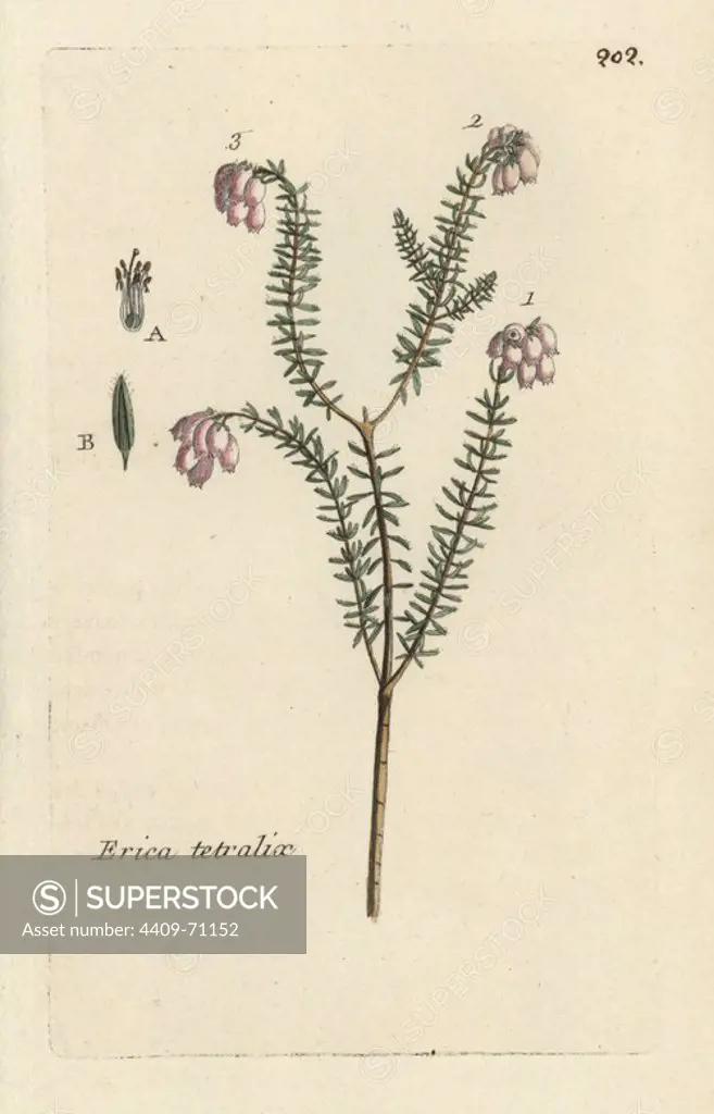 Cross-leaved heath, Erica tetralix. Handcoloured botanical drawn and engraved by Pierre Bulliard from his own "Flora Parisiensis," 1776, Paris, P. F. Didot. Pierre Bulliard (1752-1793) was a famous French botanist who pioneered the three-colour-plate printing technique. His introduction to the flowers of Paris included 640 plants.