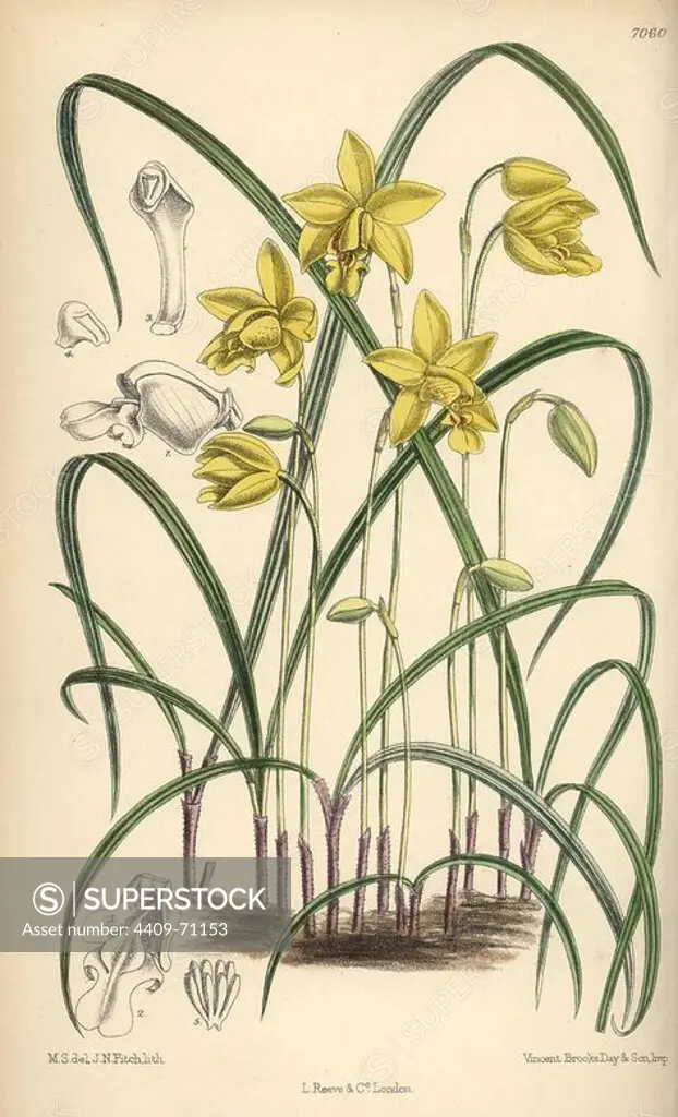 Spathoglottis ixioides, yellow orchid of the eastern Himalayas. Hand-coloured botanical illustration drawn by Matilda Smith and lithographed by J.N. Fitch from Joseph Dalton Hooker's "Curtis's Botanical Magazine," 1889, L. Reeve & Co. A second-cousin and pupil of Sir Joseph Dalton Hooker, Matilda Smith (1854-1926) was the main artist for the Botanical Magazine from 1887 until 1920 and contributed 2,300 illustrations.