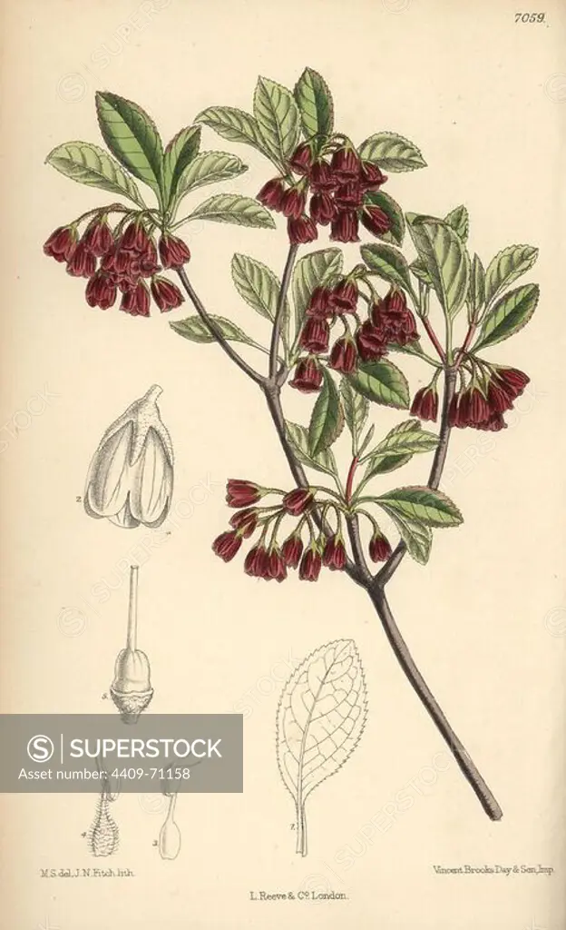 Enkianthus campanulatus, native of Japan. Hand-coloured botanical illustration drawn by Matilda Smith and lithographed by J.N. Fitch from Joseph Dalton Hooker's "Curtis's Botanical Magazine," 1889, L. Reeve & Co. A second-cousin and pupil of Sir Joseph Dalton Hooker, Matilda Smith (1854-1926) was the main artist for the Botanical Magazine from 1887 until 1920 and contributed 2,300 illustrations.