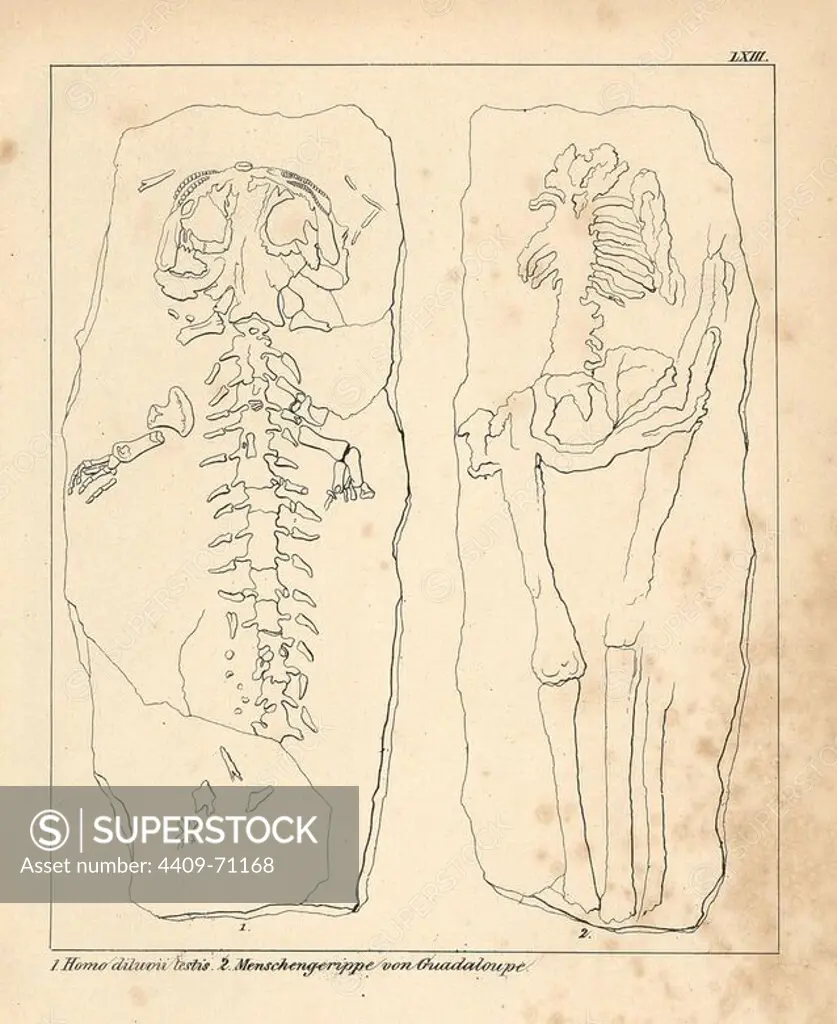 Diluvian human skeleton known as Homo diluvii testis (now identified as an extinct giant salamander, Andrias scheuchzeri), and a human skeleton from Guadalupe. Lithograph by an unknown artist from Dr. F.A. Schmidt's "Petrefactenbuch," published in Stuttgart, Germany, 1855 by Verlag von Krais & Hoffmann. Dr. Schmidt's "Book of Petrification" introduced fossils and palaeontology to both the specialist and general reader.