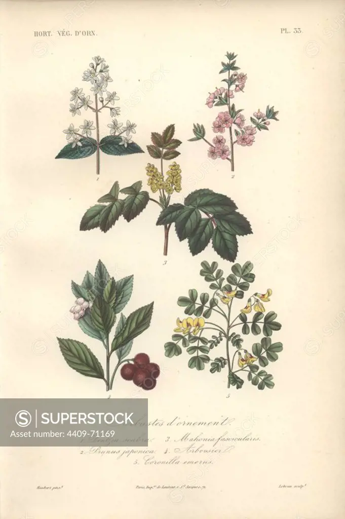 Five ornamental shrubs, including white Deutzia, pink flowering almond tree (Prunus japonica), yellow Mahonia, pink-flowered strawberry tree, and yellow coronilla.. Arbustes d'ornement: 1) Deutzia Scabra 2) Prunus Japonica 3) Mahonia Fascicalares 4) Arbousier 5) Coronilla Emerus . Handcolored lithograph by Edouard Maubert for Herincq's "Le Regne Vegetal" (1865).