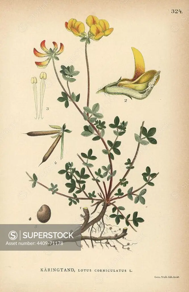 Bird's foot trefoil, Lotus corniculatus. Chromolithograph from Carl Lindman's "Bilder ur Nordens Flora" (Pictures of Northern Flora), Stockholm, Wahlstrom & Widstrand, 1905. Lindman (1856-1928) was Professor of Botany at the Swedish Museum of Natural History (Naturhistoriska Riksmuseet). The chromolithographs were based on Johan Wilhelm Palmstruch's "Svensk botanik," 1802-1843.