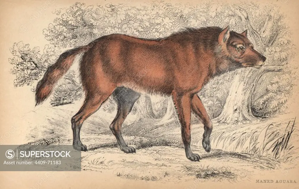 Maned wolf or Aguara Guazu, Chrysocyon brachyurus. Handcoloured engraving on steel by William Lizars from a drawing by Colonel Charles Hamilton Smith from Sir William Jardine's "Naturalist's Library: Dogs" published by W. H. Lizars, Edinburgh, 1839.