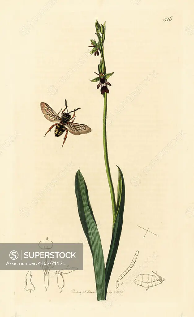 Black-thighed epeolus or variegated cuckoo bee, Epeolus variegatus, and fly orchid, Ophrys insectifera (Ophrys muscifera) or sombre bee orchid, Ophrys fusca (Ophrys myodes). Handcoloured copperplate drawn and engraved by John Curtis for his own British Entomology, being Illustrations and Descriptions of the Genera of Insects found in Great Britain and Ireland, London, 1834. Curtis (17911862) was an entomologist, illustrator, engraver and publisher.