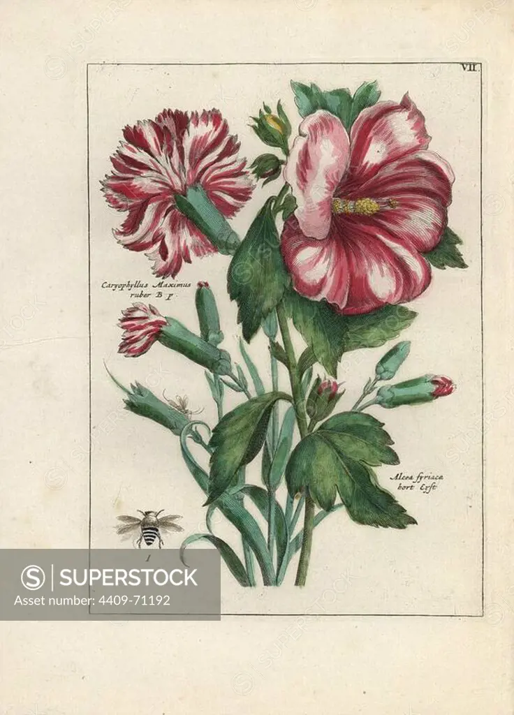 Carnation, Caryophyllus maximus ruber, and hollyhock, Alcea syriaca, with bee. Handcoloured copperplate botanical engraving from "Nederlandsch Bloemwerk" (Dutch Flower Arrangements), Amsterdam, J.B. Elwe, 1794. The artist of the fine plates is a mystery: the title bouquet has the signature of Paul Theodor van Brussel (1754-1795), the Dutch flower painter, and one auricula is "drawn from life" by A. Bres. According to Hunt, 30 plates show the influence of the famous French artist Nicolas Robert (1614-1685).