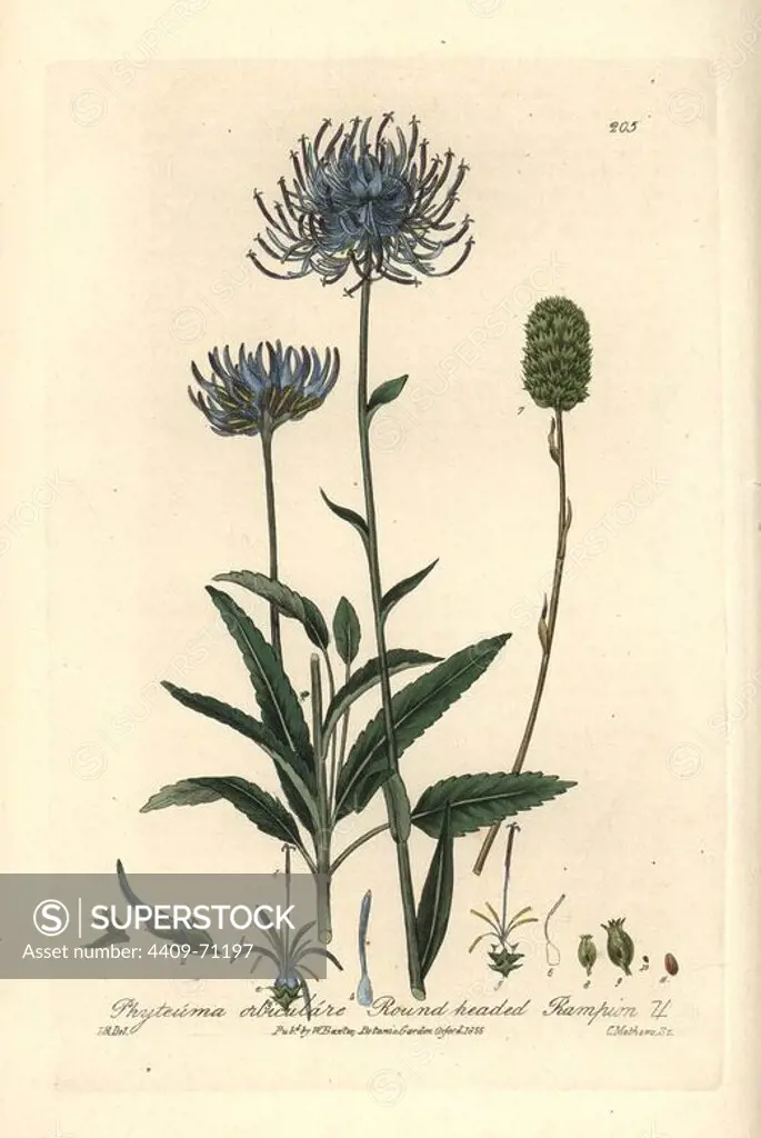 Round-headed rampion, Phyteuma orbiculare. Handcoloured copperplate engraving by Charles Mathews from a drawing by Isaac Russell from William Baxter's "British Phaenogamous Botany" 1836. Scotsman William Baxter (1788-1871) was the curator of the Oxford Botanic Garden from 1813 to 1854.