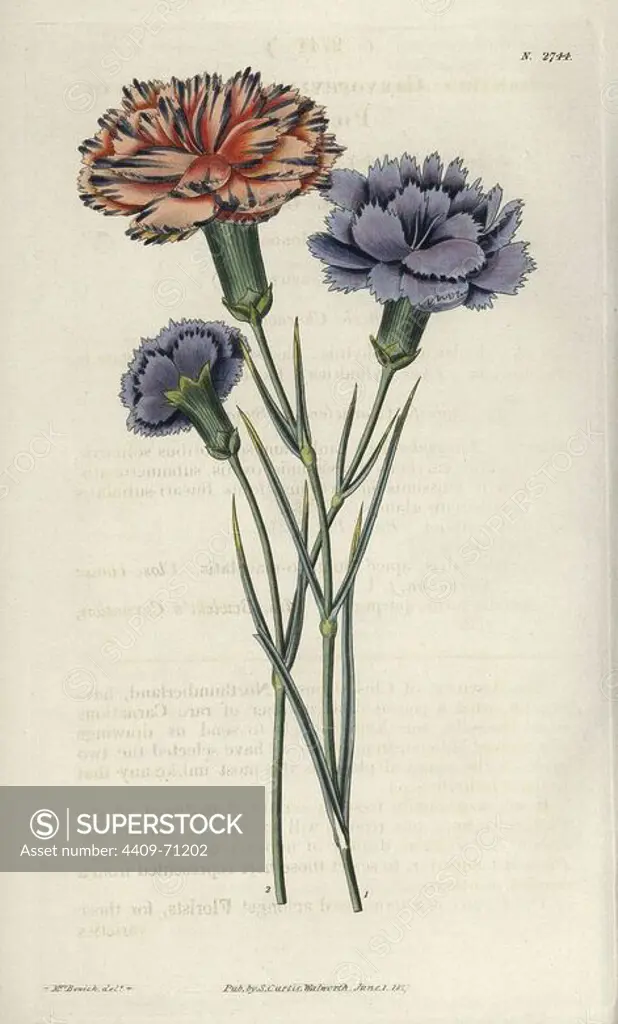Varieties of picotees or fringed carnations, salmon-pink with black lines, and lilac blue. Dianthus caryophyllus. Illustration by WJ Hooker, engraved by Swan. Handcolored copperplate engraving from William Curtis's "The Botanical Magazine" 1827.. William Jackson Hooker (1785-1865) was an English botanist, writer and artist. He was Regius Professor of Botany at Glasgow University, and editor of Curtis' "Botanical Magazine" from 1827 to 1865. In 1841, he was appointed director of the Royal Botanic Gardens at Kew, and was succeeded by his son Joseph Dalton. Hooker documented the fern and orchid crazes that shook England in the mid-19th century in books such as "Species Filicum" (1846) and "A Century of Orchidaceous Plants" (1849). A gifted botanical artist himself, he wrote and illustrated "Flora Exotica" (1823) and several volumes of the "Botanical Magazine" after 1827.