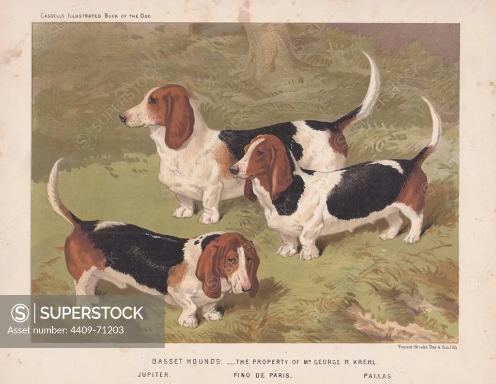 Three basset hounds. Fine chromolithograph from Cassell's "Illustrated Book of the Dog" 1881. Author Vero Kemball Shaw (1854-1905) wrote many books about dogs and horses, and encyclopedic guides to kennels, stables and poultry yards.