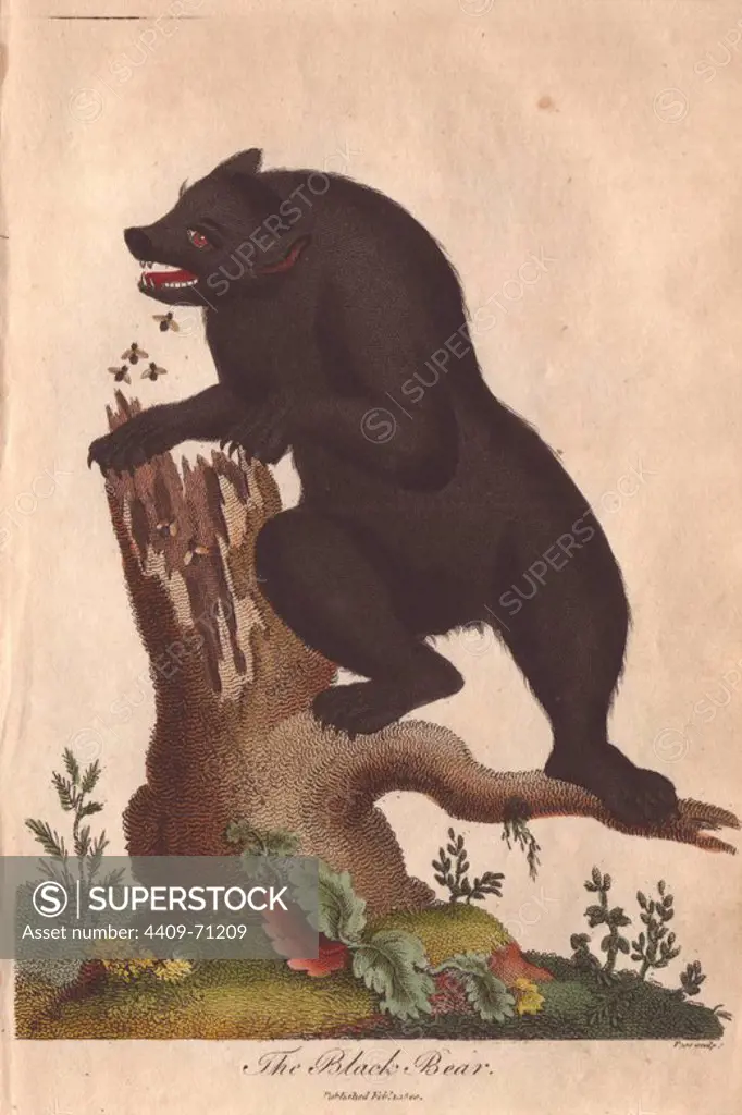 Black bear attacked by bees as it attempts to take honey from a dead tree stump.. Ursus americanus . Hand-colored copperplate engraving from Ebenezer Sibly's "Universal System of Natural History" 1794. The prolific Sibly published his Universal System of Natural History in 1794~1796 in five volumes covering the three natural worlds of fauna, flora and geology. The series included illustrations of mythical beasts such as the sukotyro and the mermaid, and depicted sloths sitting on the ground (instead of hanging from trees) and a domesticated female orang utan wearing a bandana. The engravings were by J. Pass, J. Chapman and Barlow copied from original drawings by famous natural history artists George Edwards, Albertus Seba, Maria Sybilla Merian, and Johann Ihle.