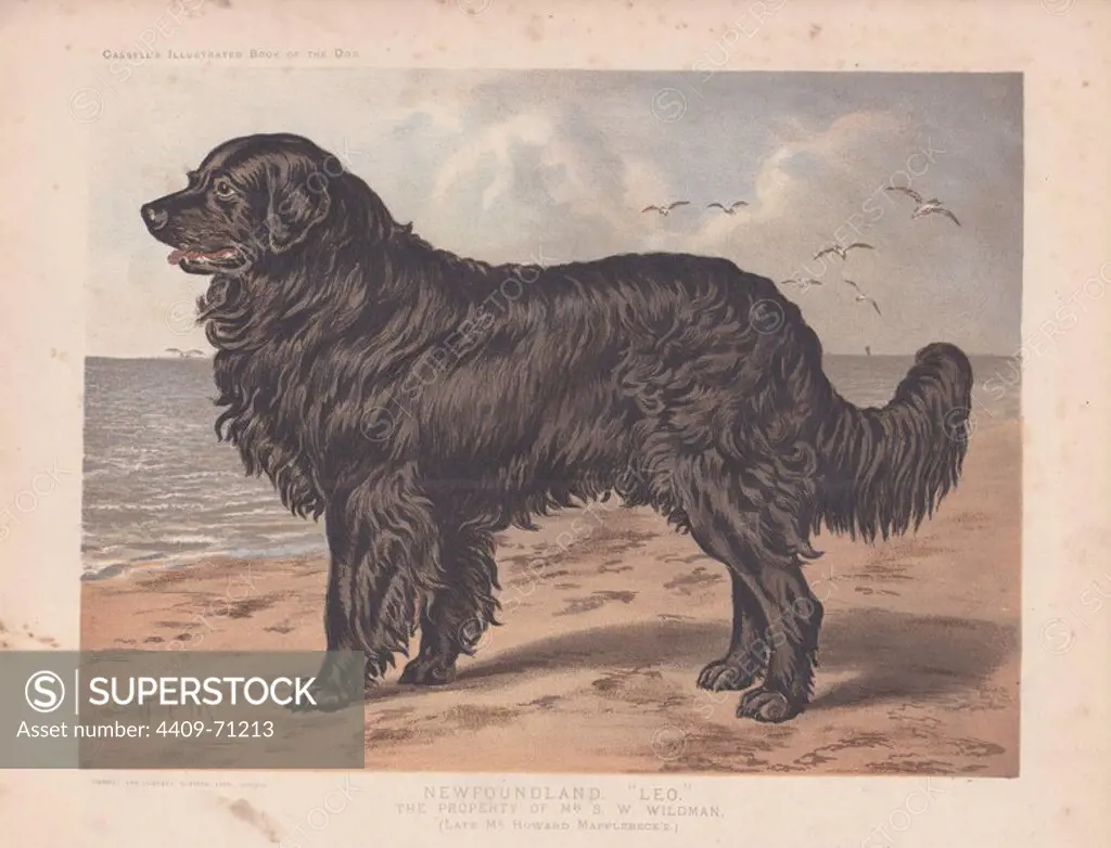Newfoundland dog "Leo" depicted standing on a beach with seagulls in the background. Fine chromolithograph from Cassell's "Illustrated Book of the Dog" 1881. Author Vero Kemball Shaw (1854-1905) wrote many books about dogs and horses, and encyclopedic guides to kennels, stables and poultry yards.