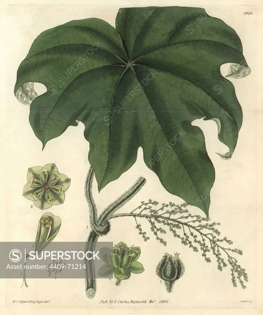 Columbo or calumba plant, Cocculus palmatus. Illustration drawn by Mrs. C. Telfair and Professor Bojer, engraved by Swan. Handcolored copperplate engraving from William Curtis's "The Botanical Magazine," Samuel Curtis, 1830. Hooker (1785-1865) was an English botanist, writer and artist. He was Regius Professor of Botany at Glasgow University, and editor of Curtis' "Botanical Magazine" from 1827 to 1865. In 1841, he was appointed director of the Royal Botanic Gardens at Kew, and was succeeded by his son Joseph Dalton. Hooker documented the fern and orchid crazes that shook England in the mid-19th century in books such as "Species Filicum" (1846) and "A Century of Orchidaceous Plants" (1849). A gifted botanical artist himself, he wrote and illustrated "Flora Exotica" (1823) and several volumes of the "Botanical Magazine" after 1827.