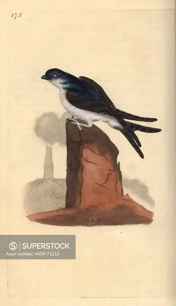 House martin, Delichon urbicum, perched on top of a chimney. Handcoloured copperplate drawn and engraved by Edward Donovan from his own "Natural History of British Birds," London, 1794-1819. Edward Donovan (1768-1837) was an Anglo-Irish amateur zoologist, writer, artist and engraver. He wrote and illustrated a series of volumes on birds, fish, shells and insects, opened his own museum of natural history in London, but later he fell on hard times and died penniless.