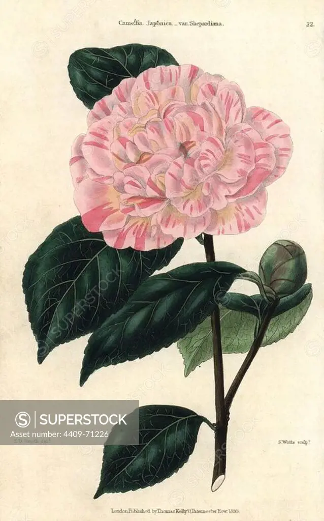 Pink and yellow flowered camellia, Camellia japonica var. Shepardiana. Hand-colored illustration by Edwin Dalton Smith engraved by Watts from Charles McIntosh's "Flora and Pomona" 1829. McIntosh (1794-1864) was a Scottish gardener to European aristocracy and royalty, and author of many book on gardening. E.D. Smith was a botanical artist who drew for Robert Sweet, Benjamin Maund, etc.