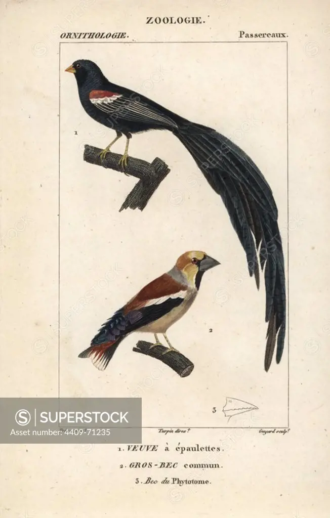 Fan-tailed widowbird, Euplectes axillaris, and hawfinch, Coccothraustes coccothraustes. Handcoloured copperplate stipple engraving from Dumont de Sainte-Croix's "Dictionary of Natural Science: Ornithology," Paris, France, 1816-1830. Illustration by J. G. Pretre, engraved by Guyard, directed by Pierre Jean-Francois Turpin, and published by F.G. Levrault. Jean Gabriel Pretre (1780~1845) was painter of natural history at Empress Josephine's zoo and later became artist to the Museum of Natural History. Turpin (1775-1840) is considered one of the greatest French botanical illustrators of the 19th century.