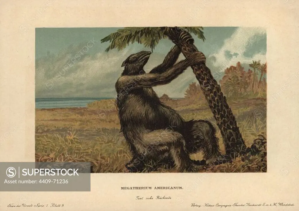 Megatherium americanum, extinct genus of elephant-sized ground sloths that lived from the Pliocene through Pleistocene periods. Colour printed (chromolithograph) illustration by F. John from "Tiere der Urwelt" Animals of the Prehistoric World, 1910, Hamburg. From a series of prehistoric creature cards published by the Reichardt Cocoa company.