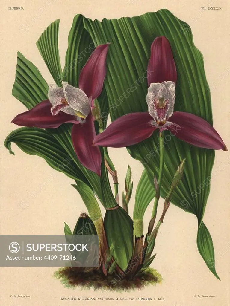 Lycaste x Luciani hybrid orchid, superb variety. Illustration drawn by C. de Bruyne and chromolithographed by S. de Leeuw from Lucien Linden's "Lindenia, Iconographie des Orchidees," Brussels, 1902.