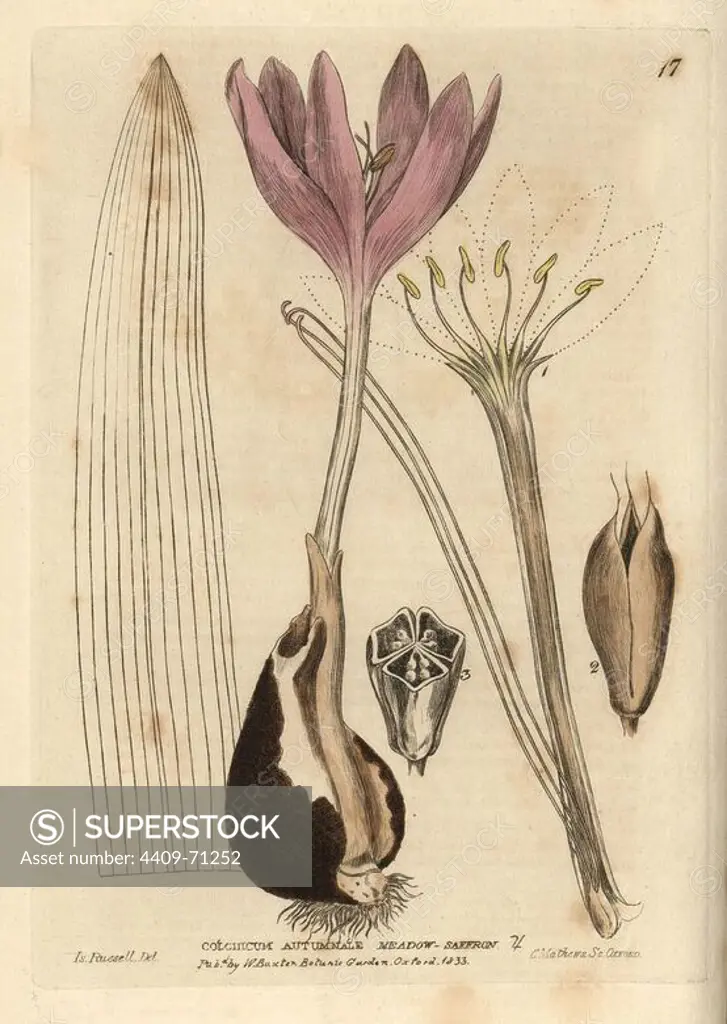 Meadow saffron, Colchicum autumnale. Handcoloured copperplate engraving from a drawing by Isaac Russell from William Baxter's "British Phaenogamous Botany" 1834. Scotsman William Baxter (1788-1871) was the curator of the Oxford Botanic Garden from 1813 to 1854.