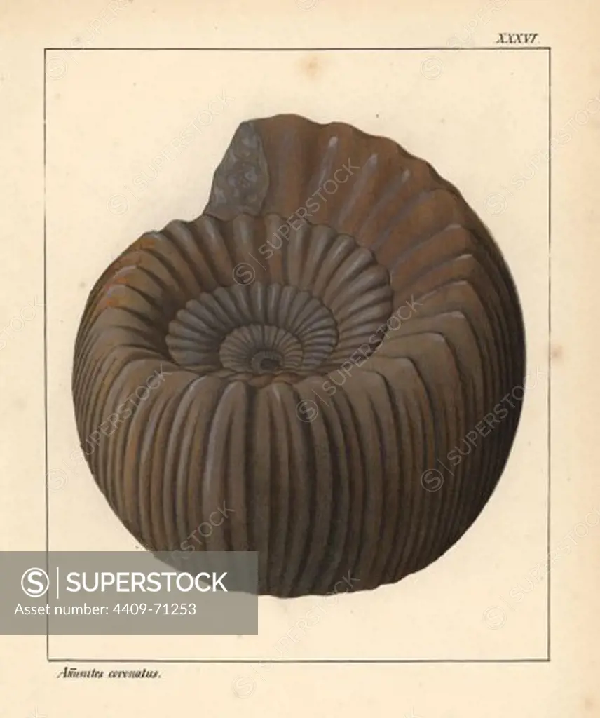 Extinct fossil gastropod: Ammonites coronatus. Handcoloured lithograph by an unknown artist from Dr. F.A. Schmidt's "Petrefactenbuch," published in Stuttgart, Germany, 1855 by Verlag von Krais & Hoffmann. Dr. Schmidt's "Book of Petrification" introduced fossils and palaeontology to both the specialist and general reader.