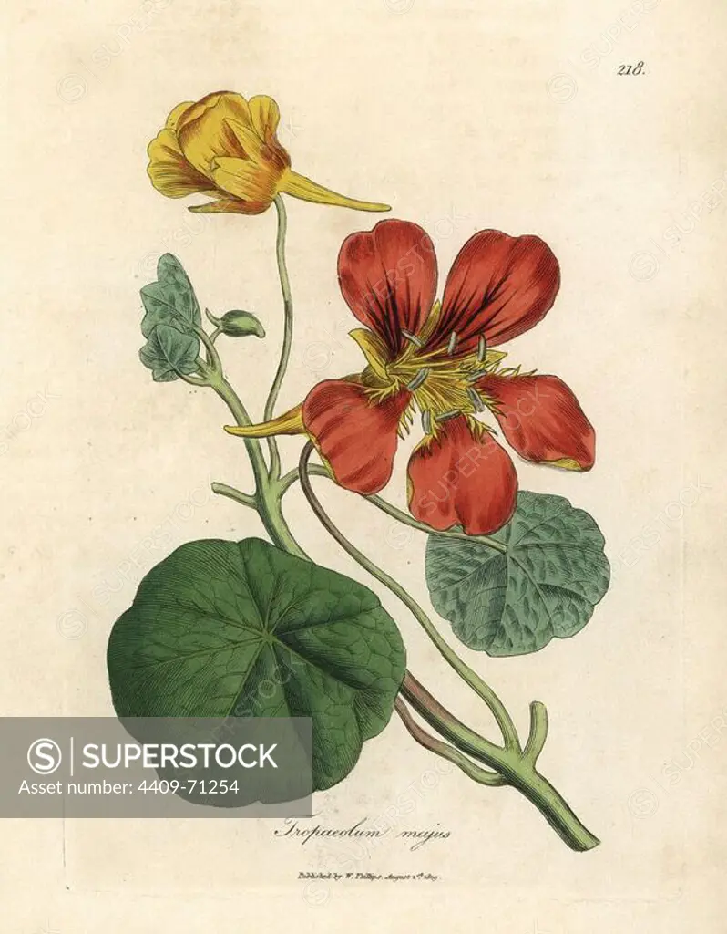 Scarlet and yellow flowered greater Indian cress or nasturtium, Tropaeolum majus. Handcolored copperplate engraving from a botanical illustration by James Sowerby from William Woodville and Sir William Jackson Hooker's "Medical Botany" 1832. The tireless Sowerby (1757-1822) drew over 2,500 plants for Smith's mammoth "English Botany" (1790-1814) and 440 mushrooms for "Coloured Figures of English Fungi " (1797) among many other works.