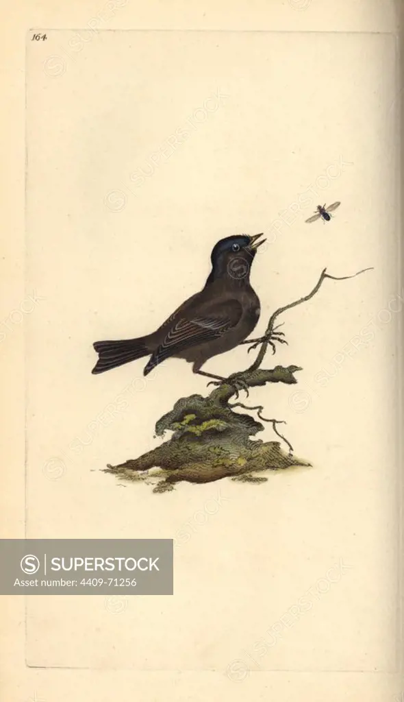 Marsh tit, Poecile palustris. Handcoloured copperplate drawn and engraved by Edward Donovan from his own "Natural History of British Birds," London, 1794-1819. Edward Donovan (1768-1837) was an Anglo-Irish amateur zoologist, writer, artist and engraver. He wrote and illustrated a series of volumes on birds, fish, shells and insects, opened his own museum of natural history in London, but later he fell on hard times and died penniless.