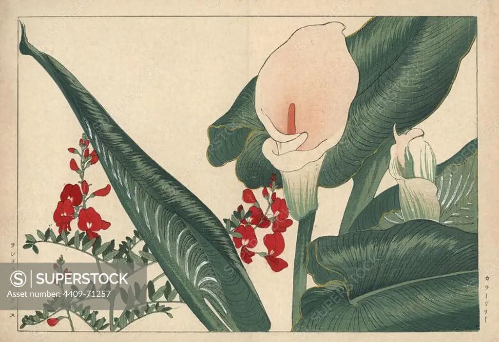 Calla lily or bog arum, Calla palustris, and sweet pea, Pride of California, Lathyrus splendens. Handcoloured woodblock print from Konan Tanigami's "Seiyou Sokazufu" (Pictorial Album of Western Plants and Flowers: Summer), Unsodo, Kyoto, 1917. Tanigami (1879-1928) depicted 125 varieties of garden plants through the four seasons.