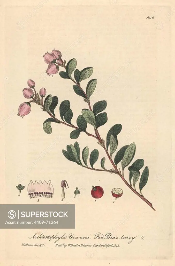 Red bear-berry, Arctostaphylos uva ursi. Handcoloured copperplate drawn and engraved by Charles Mathews from William Baxter's "British Phaenogamous Botany," Oxford, 1843. Scotsman William Baxter (1788-1871) was the curator of the Oxford Botanic Garden from 1813 to 1854.