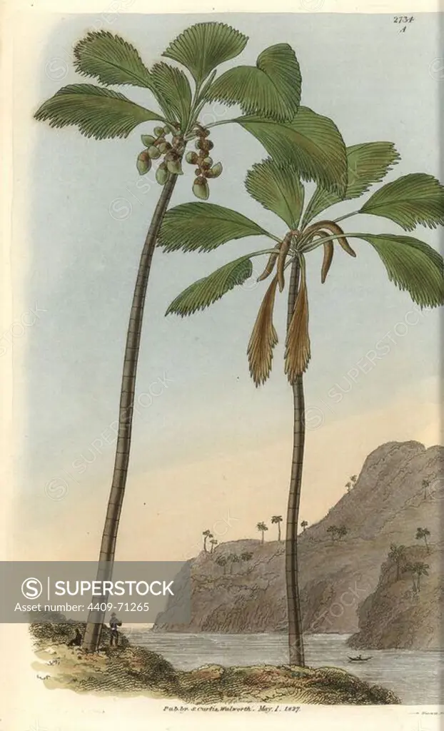Double coconut palm tree or Seychelles-Island cocoa-nut. Female tree at left, male tree at right.. Illustration by WJ Hooker, engraved by Swan. Handcolored copperplate engraving from William Curtis's "The Botanical Magazine" 1827.. William Jackson Hooker (1785-1865) was an English botanist, writer and artist. He was Regius Professor of Botany at Glasgow University, and editor of Curtis' "Botanical Magazine" from 1827 to 1865. In 1841, he was appointed director of the Royal Botanic Gardens at Kew, and was succeeded by his son Joseph Dalton. Hooker documented the fern and orchid crazes that shook England in the mid-19th century in books such as "Species Filicum" (1846) and "A Century of Orchidaceous Plants" (1849). A gifted botanical artist himself, he wrote and illustrated "Flora Exotica" (1823) and several volumes of the "Botanical Magazine" after 1827.