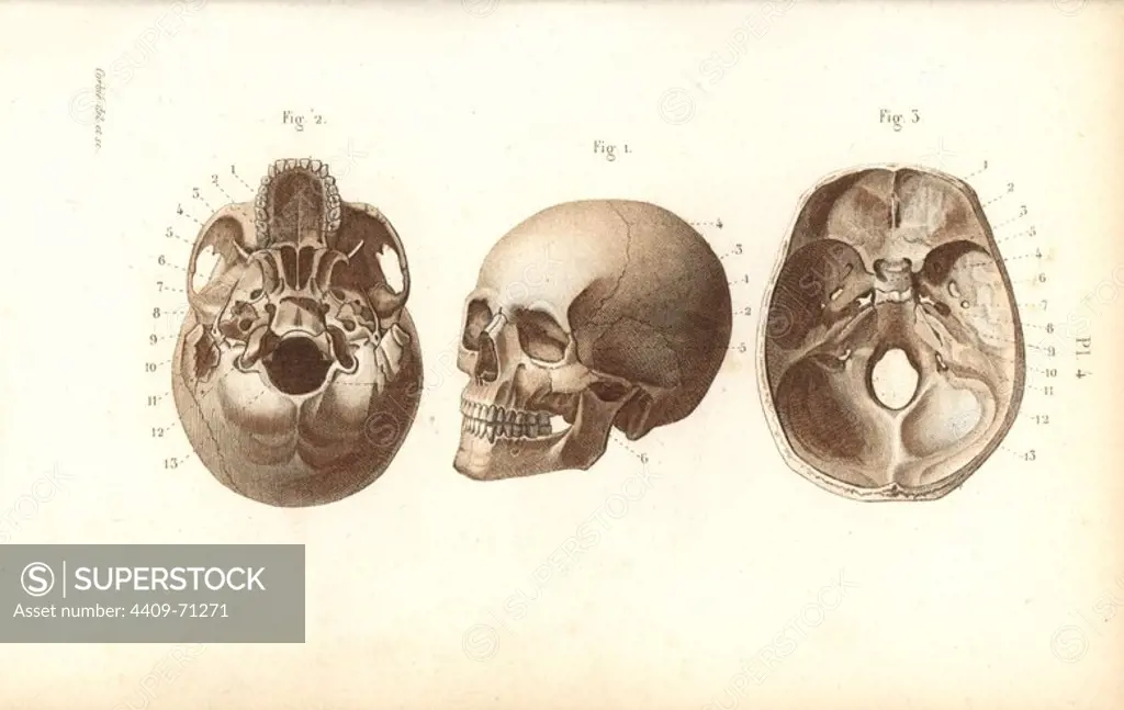 Views of the skull. Handcolored steel engraving by Corbie of a drawing by Corbie from Dr. Joseph Nicolas Masse's "Petit Atlas complet d'Anatomie descriptive du Corps Humain," Paris, 1864, published by Mequignon-Marvis. Masse's "Pocket Anatomy of the Human Body" was first published in 1848 and went through many editions.
