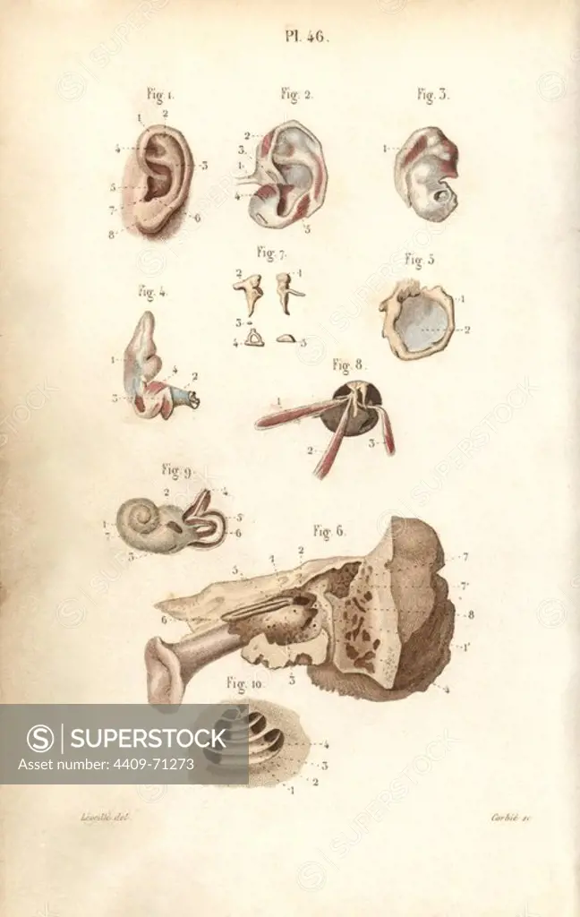 Ear and eardrum. Handcolored steel engraving by Corbie of a drawing by Leveille from Dr. Joseph Nicolas Masse's "Petit Atlas complet d'Anatomie descriptive du Corps Humain," Paris, 1864, published by Mequignon-Marvis. Masse's "Pocket Anatomy of the Human Body" was first published in 1848 and went through many editions.