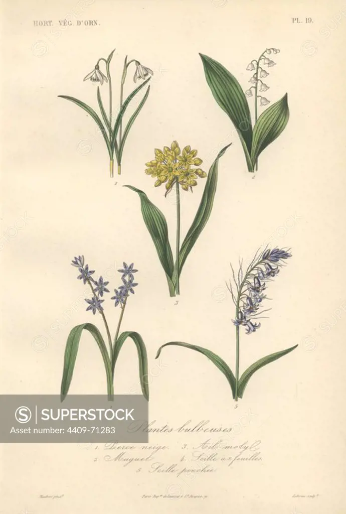 Five bulbous plants including snowdrop (Galanthus nivalis), lily of the valley (Convallaria majalis), yellow allium (Allium flavum), blue alpine squill (Scilla bifolia) and common bluebell (Hyacinthoides non-scripta). Plantes Bulbeuses, 1) Perce Neige 2) Muguet 3) Ail Molby 4) Scille a deux Feuilles 5) Scille Penchee . Handcolored lithograph drawn by Edouard Maubert from Herincq's "Le Regne Vegetal" 1865.