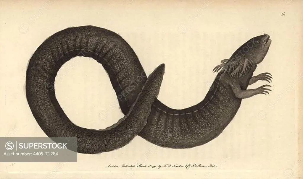 Siren or greater siren. Siren lacertina. Eel-like amphibian native to America.. Drawing by Mr. Ellis.. Handcolored copperplate engraving from George Shaw and Frederick Nodder's "The Naturalist's Miscellany" 1790.. Frederick Polydore Nodder (1751~1801) was a gifted natural history artist and engraver. Nodder honed his draftsmanship working on Captain Cook and Joseph Banks' Florilegium and engraving Sydney Parkinson's sketches of Australian plants. He was made "botanic painter to her majesty" Queen Charlotte in 1785. Nodder also drew the botanical studies in Thomas Martyn's Flora Rustica (1792) and 38 Plates (1799). Most of the 1,064 illustrations of animals, birds, insects, crustaceans, fishes, marine life and microscopic creatures for the Naturalist's Miscellany were drawn, engraved and published by Frederick Nodder's family. Frederick himself drew and engraved many of the copperplates until his death. His wife Elizabeth is credited as publisher on the volumes after 1801. Their son Ri