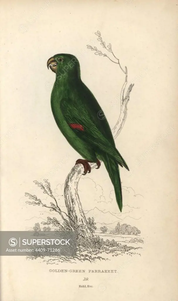 Golden green parakeet, Psittacus swainsonii. Hand-coloured steel engraving by Joseph Kidd (after John Audubon) from Sir Thomas Dick Lauder and Captain Thomas Brown's "Miscellany of Natural History: Parrots," Edinburgh, 1833. The Miscellany was intended to be a multi-volume series, but was brought to an abrupt halt after only the second volume on cats when John Audubon complained about the unauthorized use of his illustrations.