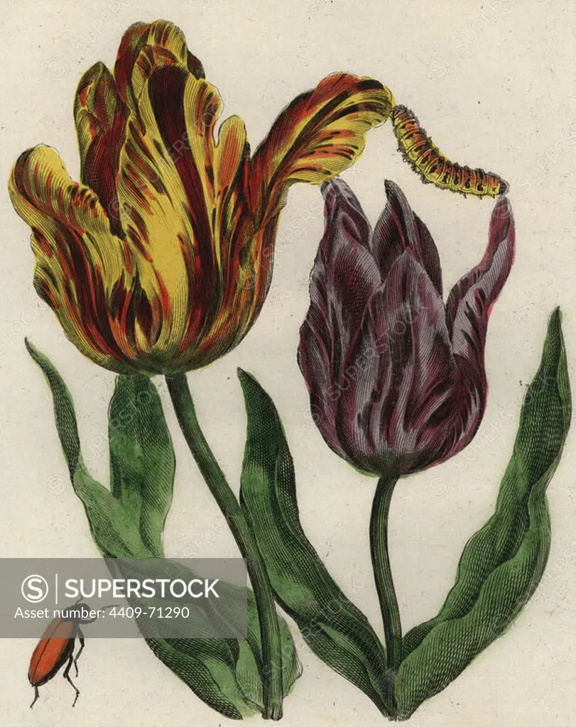 Tulip varieties, Tulipa gesneriana, with caterpillar and beetle. Handcoloured copperplate botanical engraving from "Nederlandsch Bloemwerk" (Dutch Flower Arrangements), Amsterdam, J.B. Elwe, 1794. The artist of the fine plates is a mystery: the title bouquet has the signature of Paul Theodor van Brussel (1754-1795), the Dutch flower painter, and one auricula is "drawn from life" by A. Bres. According to Hunt, 30 plates show the influence of the famous French artist Nicolas Robert (1614-1685).