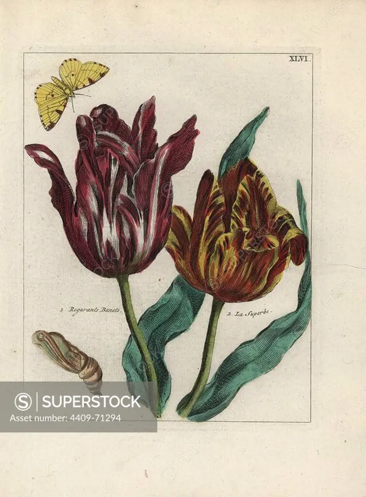 Tulip varieties, La Superbe and Regurants Banets, Tulipa gesneriana, with pupa and butterfly. Handcoloured copperplate botanical engraving from "Nederlandsch Bloemwerk" (Dutch Flower Arrangements), Amsterdam, J.B. Elwe, 1794. The artist of the fine plates is a mystery: the title bouquet has the signature of Paul Theodor van Brussel (1754-1795), the Dutch flower painter, and one auricula is "drawn from life" by A. Bres. According to Hunt, 30 plates show the influence of the famous French artist Nicolas Robert (1614-1685).