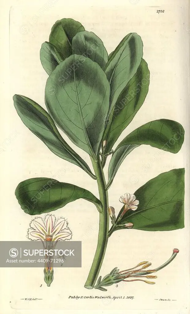 Scaevola koenigii (S. taccada). Shrubby east-indian scaevola, cabbage tree, beach cabbage, with white flowers lined with pink.. Illustration by WJ Hooker, engraved by Swan. Handcolored copperplate engraving from William Curtis's "The Botanical Magazine" 1827.. William Jackson Hooker (1785-1865) was an English botanist, writer and artist. He was Regius Professor of Botany at Glasgow University, and editor of Curtis' "Botanical Magazine" from 1827 to 1865. In 1841, he was appointed director of the Royal Botanic Gardens at Kew, and was succeeded by his son Joseph Dalton. Hooker documented the fern and orchid crazes that shook England in the mid-19th century in books such as "Species Filicum" (1846) and "A Century of Orchidaceous Plants" (1849). A gifted botanical artist himself, he wrote and illustrated "Flora Exotica" (1823) and several volumes of the "Botanical Magazine" after 1827.