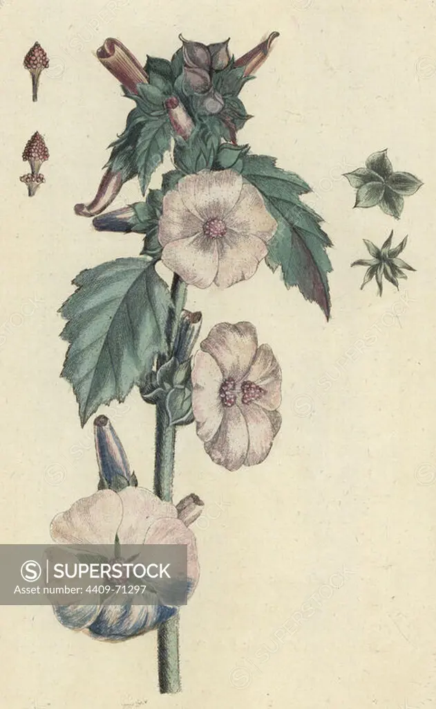 Marshmallow, Althaea officinalis. Handcoloured botanical drawn and engraved by Pierre Bulliard from his own "Flora Parisiensis," 1776, Paris, P. F. Didot. Pierre Bulliard (1752-1793) was a famous French botanist who pioneered the three-colour-plate printing technique. His introduction to the flowers of Paris included 640 plants.