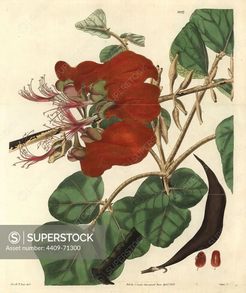 Velvety erythrina, Erythrina velutina. Illustration drawn by the Reverend R.T. Lowe, engraved by Swan. Handcolored copperplate engraving from William Curtis's "The Botanical Magazine," Samuel Curtis, 1833. Hooker (1785-1865) was an English botanist, writer and artist. He was Regius Professor of Botany at Glasgow University, and editor of Curtis' "Botanical Magazine" from 1827 to 1865. In 1841, he was appointed director of the Royal Botanic Gardens at Kew, and was succeeded by his son Joseph Dalton. Hooker documented the fern and orchid crazes that shook England in the mid-19th century in books such as "Species Filicum" (1846) and "A Century of Orchidaceous Plants" (1849). A gifted botanical artist himself, he wrote and illustrated "Flora Exotica" (1823) and several volumes of the "Botanical Magazine" after 1827.