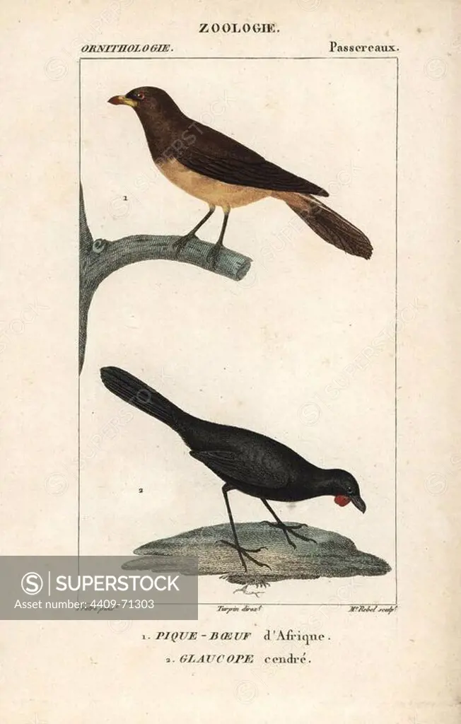 Yellow-billed oxpecker, Buphagus africanus, and orange-wattled kokako, Callaeas cinerea cinerea (extinct). Handcoloured copperplate stipple engraving from Dumont de Sainte-Croix's "Dictionary of Natural Science: Ornithology," Paris, France, 1816-1830. Illustration by J. G. Pretre, engraved by Madame Rebel, directed by Pierre Jean-Francois Turpin, and published by F.G. Levrault. Jean Gabriel Pretre (1780~1845) was painter of natural history at Empress Josephine's zoo and later became artist to the Museum of Natural History. Turpin (1775-1840) is considered one of the greatest French botanical illustrators of the 19th century.