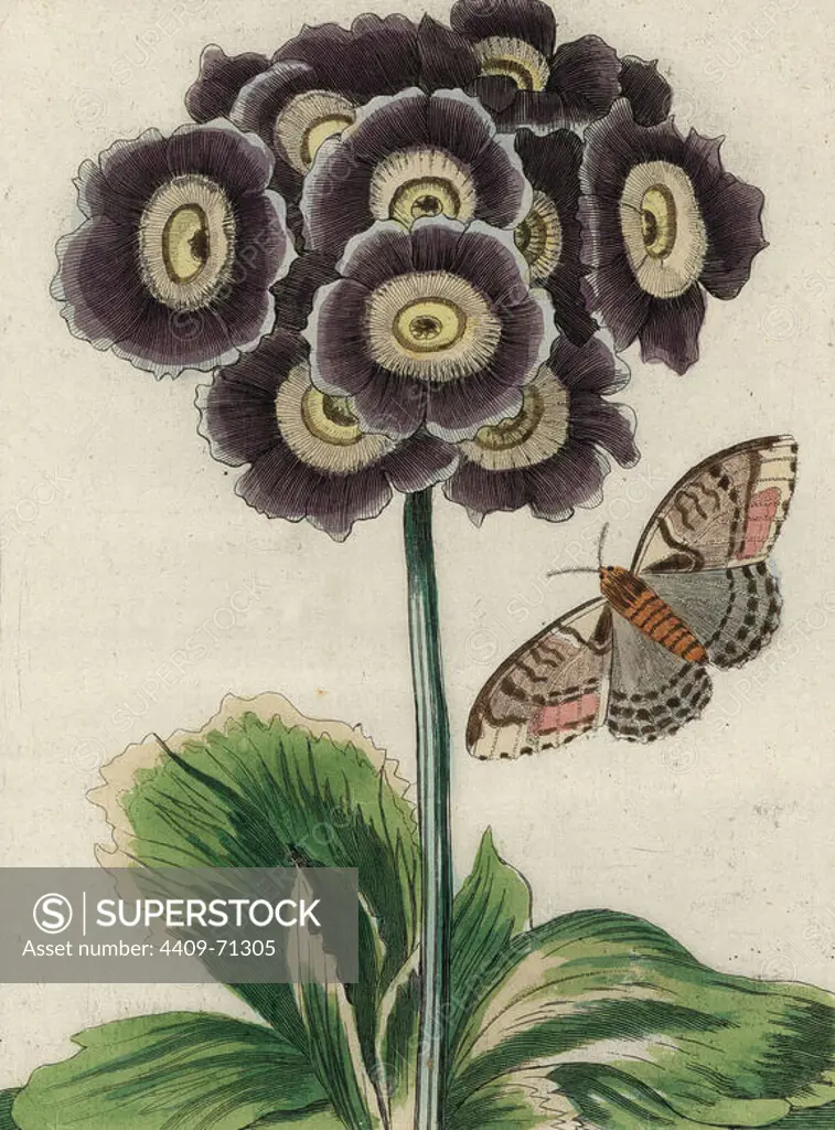 Du Velours Bleu (Blue velvet) auricula, Primula auricula, with moth. Handcoloured copperplate botanical engraving from "Nederlandsch Bloemwerk" (Dutch Flower Arrangements), Amsterdam, J.B. Elwe, 1794. The artist of the fine plates is a mystery: the title bouquet has the signature of Paul Theodor van Brussel (1754-1795), the Dutch flower painter, and one auricula is "drawn from life" by A. Bres. According to Hunt, 30 plates show the influence of the famous French artist Nicolas Robert (1614-1685).