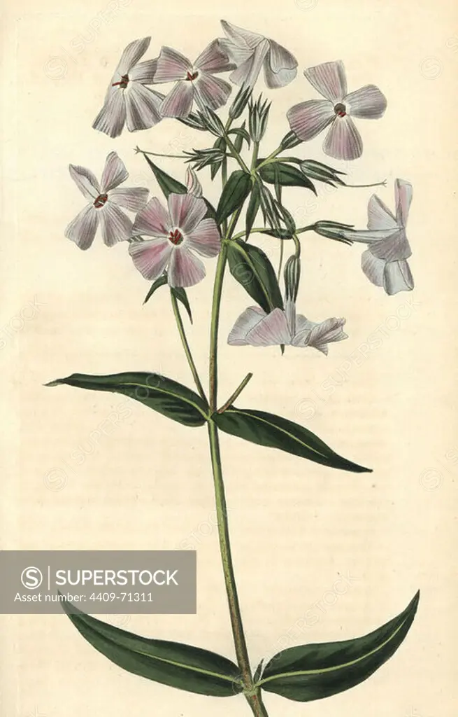 Flesh-coloured phlox, Phlox carnea. Handcoloured copperplate engraving drawn by John Curtis and engraved by Weddell from "Curtis's Botanical Magazine"1820, Samuel Curtis, Walworth, London.