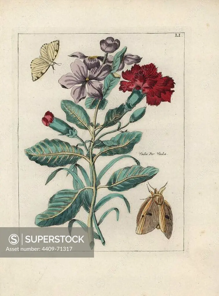 Vinka Per Vinka, Periwinkle, Vinca minor, and carnation, Dianthus caryophyllus, with moths. Handcoloured copperplate botanical engraving from "Nederlandsch Bloemwerk" (Dutch Flower Arrangements), Amsterdam, J.B. Elwe, 1794. The artist of the fine plates is a mystery: the title bouquet has the signature of Paul Theodor van Brussel (1754-1795), the Dutch flower painter, and one auricula is "drawn from life" by A. Bres. According to Hunt, 30 plates show the influence of the famous French artist Nicolas Robert (1614-1685).