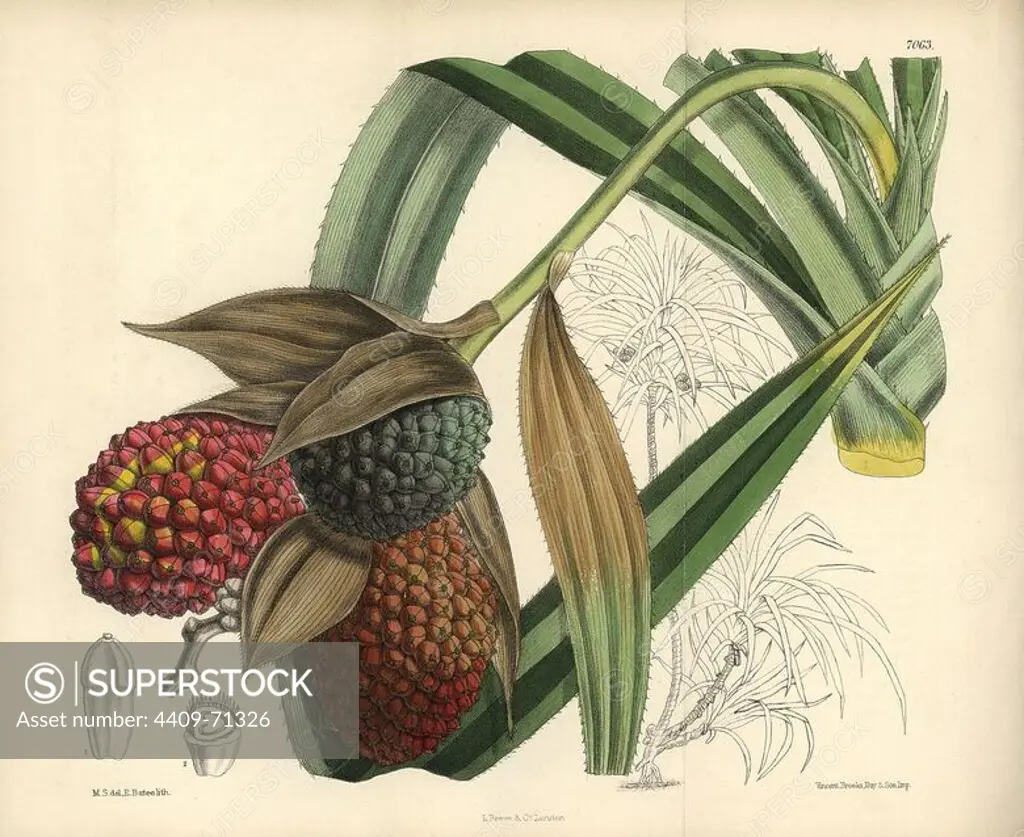 Pandanus labyrinthicus, native of the Malay Islands. Hand-coloured botanical illustration drawn by Matilda Smith and lithographed by E. Bates from Joseph Dalton Hooker's "Curtis's Botanical Magazine," 1889, L. Reeve & Co. A second-cousin and pupil of Sir Joseph Dalton Hooker, Matilda Smith (1854-1926) was the main artist for the Botanical Magazine from 1887 until 1920 and contributed 2,300 illustrations.