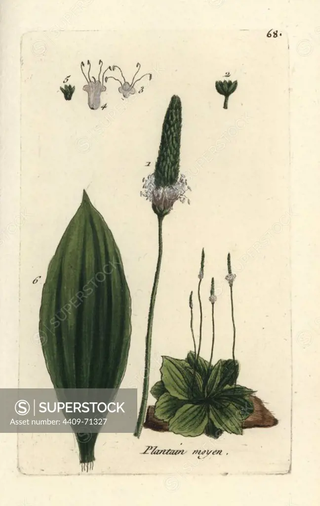Hoary plantain, Plantago media. Handcoloured botanical drawn and engraved by Pierre Bulliard from his own "Flora Parisiensis," 1776, Paris, P.F. Didot. Pierre Bulliard (1752-1793) was a famous French botanist who pioneered the three-colour-plate printing technique. His introduction to the flowers of Paris included 640 plants.