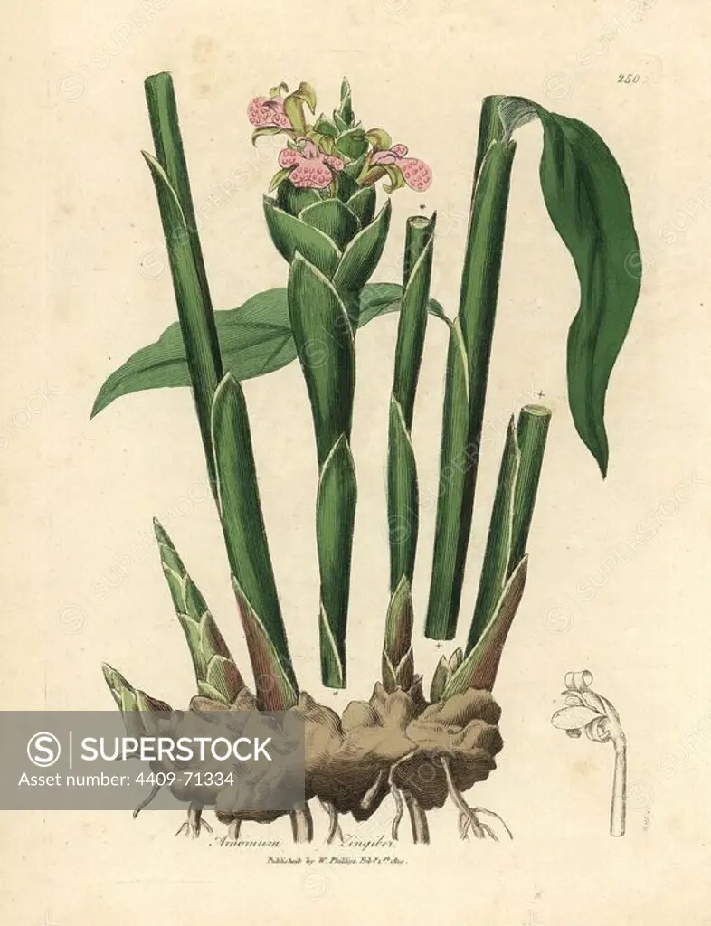 Rhizome, leaves and pink flowers of the narrow-leaved ginger, Zingiber officinale. Handcolored copperplate engraving from a botanical illustration by James Sowerby from William Woodville and Sir William Jackson Hooker's "Medical Botany" 1832. The tireless Sowerby (1757-1822) drew over 2,500 plants for Smith's mammoth "English Botany" (1790-1814) and 440 mushrooms for "Coloured Figures of English Fungi " (1797) among many other works.