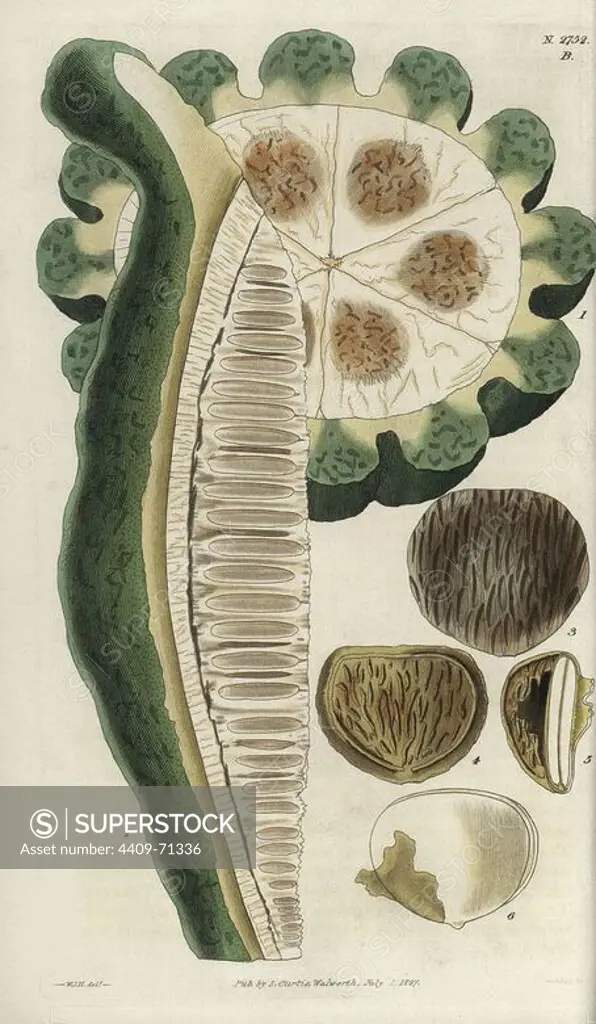 Telfairia pedata . Fruit of the oyster nut, queen's nut, Zanzibar oil vine - showing transverse and longitudinal sections, seed, and embryo.. Illustration by WJ Hooker, engraved by Swan. Handcolored copperplate engraving from William Curtis's "The Botanical Magazine" 1827.. William Jackson Hooker (1785-1865) was an English botanist, writer and artist. He was Regius Professor of Botany at Glasgow University, and editor of Curtis' "Botanical Magazine" from 1827 to 1865. In 1841, he was appointed director of the Royal Botanic Gardens at Kew, and was succeeded by his son Joseph Dalton. Hooker documented the fern and orchid crazes that shook England in the mid-19th century in books such as "Species Filicum" (1846) and "A Century of Orchidaceous Plants" (1849). A gifted botanical artist himself, he wrote and illustrated "Flora Exotica" (1823) and several volumes of the "Botanical Magazine" after 1827.