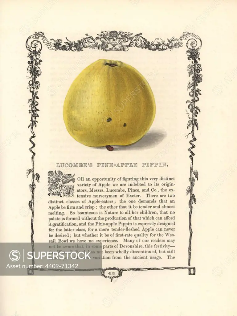 Lucombe's Pine-apple Pippin apple, Malus domestica, within a Della Robbia ornamental frame with text below. Handcoloured glyphograph from Benjamin Maund's "The Fruitist," London, 1850, Groombridge and Sons. Maund (17901863) was a pharmacist, botanist, printer, bookseller and publisher of "The Botanic Garden" and "The Botanist.".