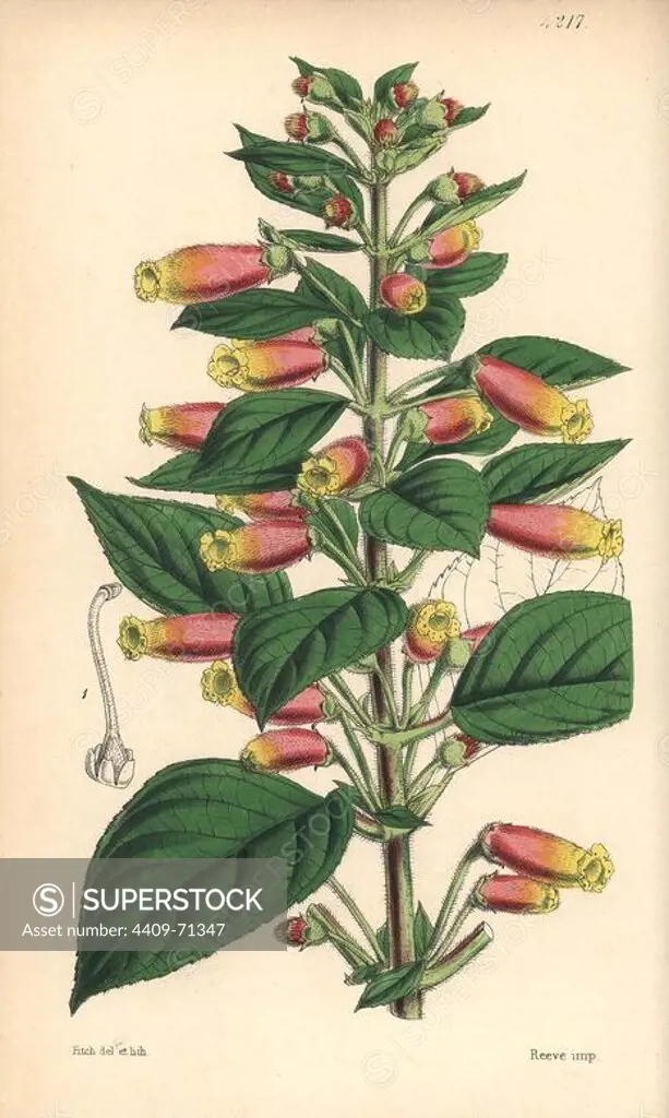 Honda gesneria, Gesneria hondensis. Hand-coloured botanical illustration drawn and lithographed by Walter Hood Fitch for Sir William Jackson Hooker's "Curtis's Botanical Magazine," London, Reeve Brothers, 1846. Fitch (1817~1892) was a tireless Scottish artist who drew over 2,700 lithographs for the "Botanical Magazine" starting from 1834.