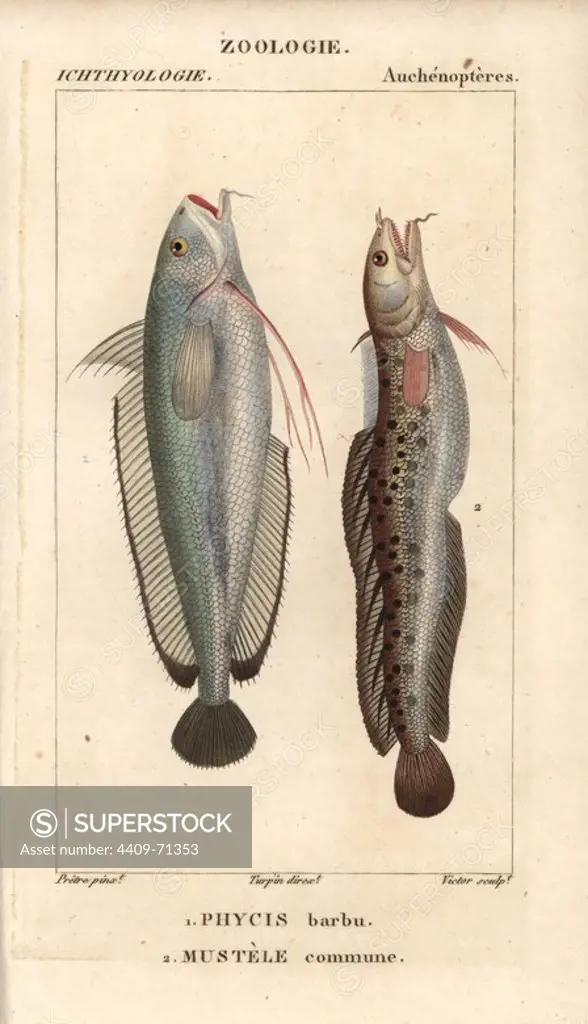 Forkbeard, Phycis phycis, Phycis barbu, and fivebeard rockling, Mustele commune, Ciliata mustela. Handcoloured copperplate stipple engraving from Jussieu's "Dictionnaire des Sciences Naturelles" 1816-1830. The volumes on fish and reptiles were edited by Hippolyte Cloquet, natural historian and doctor of medicine. Illustration by J.G. Pretre, engraved by Victor, directed by Turpin, and published by F. G. Levrault. Jean Gabriel Pretre (1780~1845) was painter of natural history at Empress Josephine's zoo and later became artist to the Museum of Natural History.
